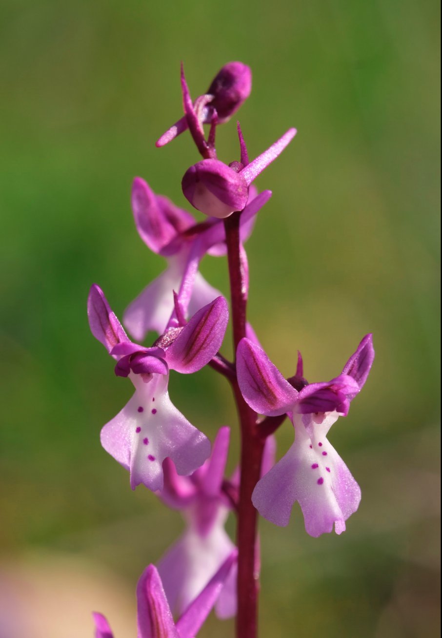 Anno nuovo, orchidee nuove: dalla Grecia con passione.